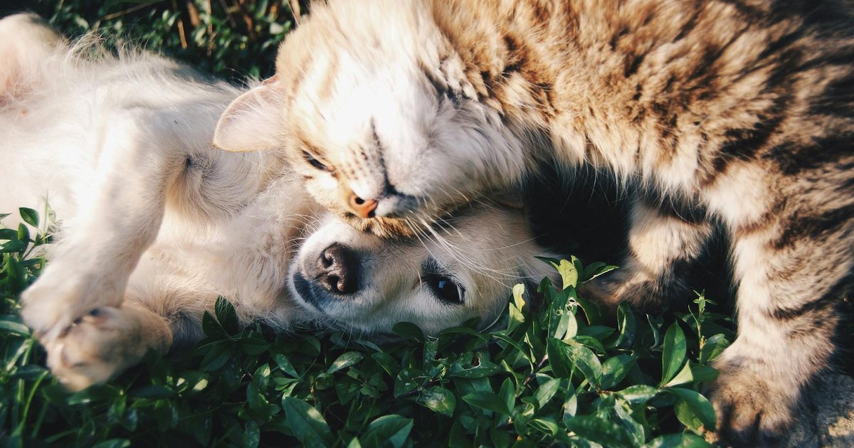 Bivvy pet insurance review concept