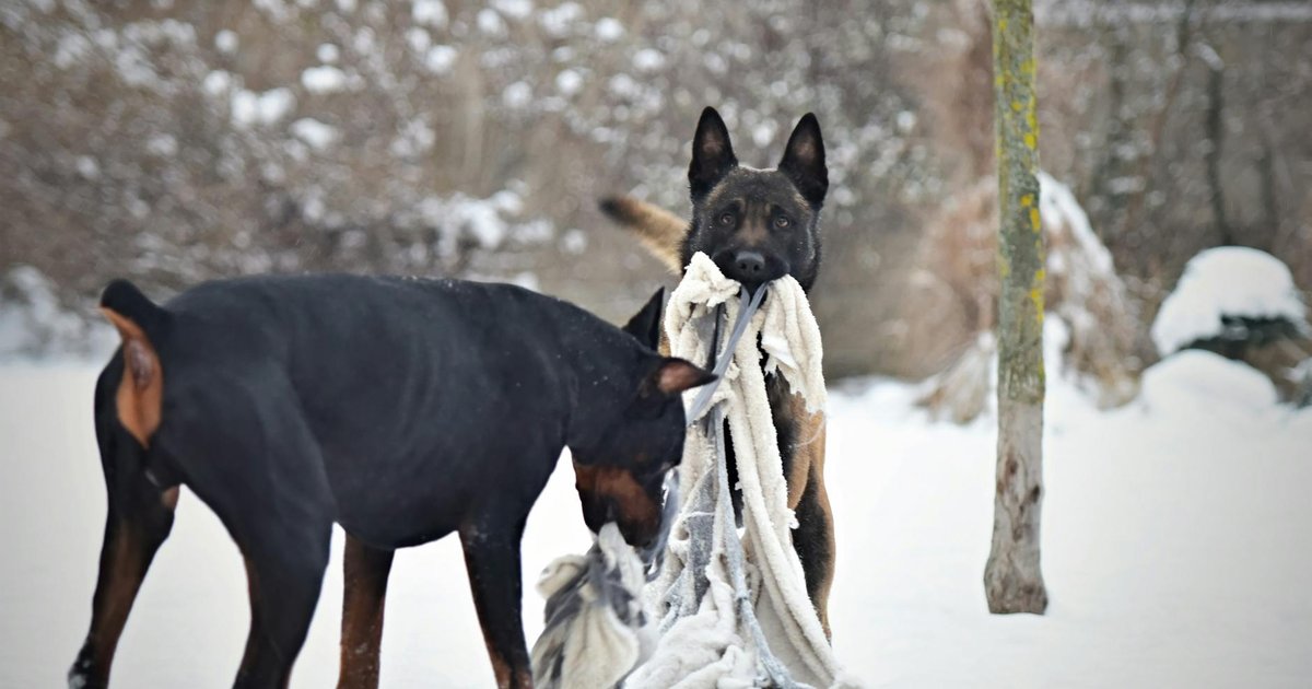 Doberman Pinscher alert pose concept art