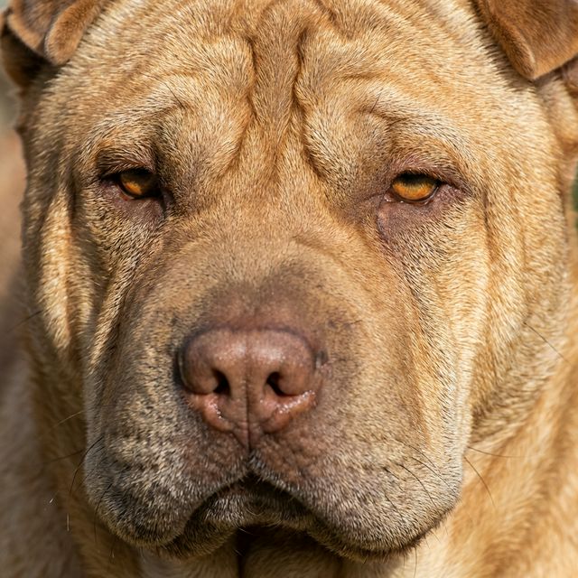 Shar Pei dog with entropion eyes