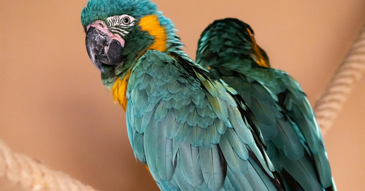 Parrot and lizard
