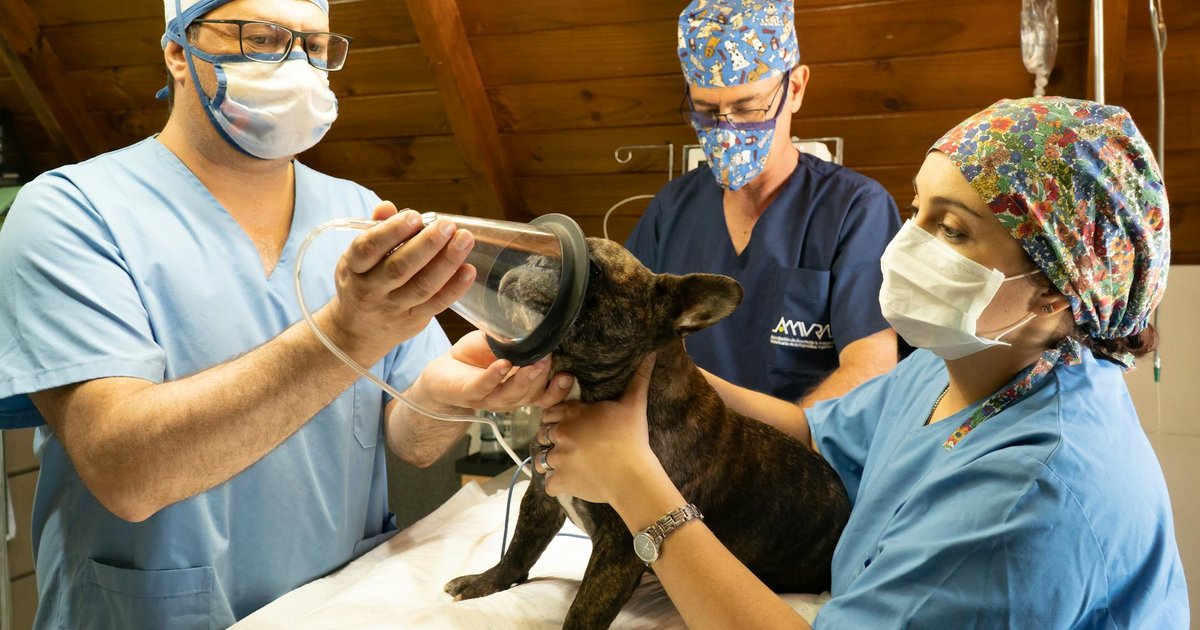 French bulldog with back brace illustration