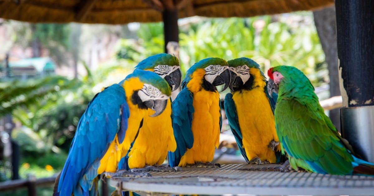 Macaw parrot close up concept art