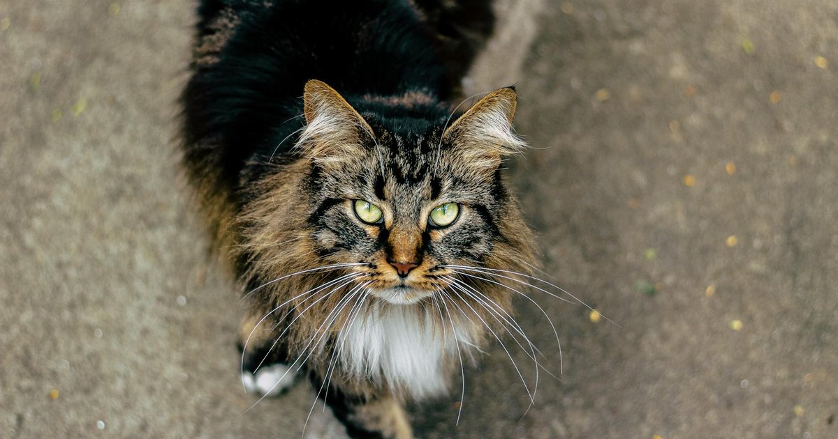 Large Maine Coon cat sitting on a scratching post